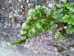 Asplenium billotii