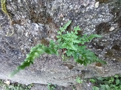 Asplenium billotii