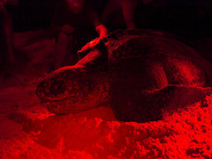 Dermochelys coriacea