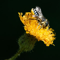 Megachile relativa