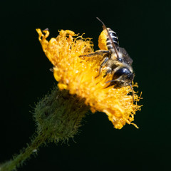 Megachile relativa