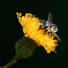 Megachile relativa