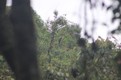 Buteo albigula