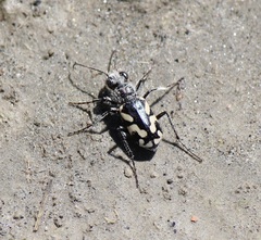 Cicindela fulgida