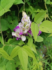 Ramirezella