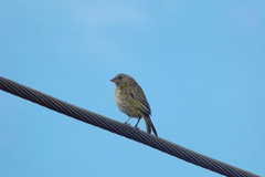 Sicalis flaveola