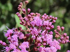 Carphephorus odoratissimus
