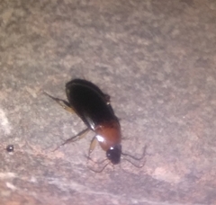 Calathus melanocephalus