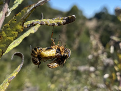 Ocnaea