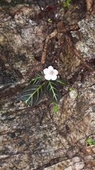 Phinaea multiflora