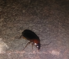 Calathus melanocephalus