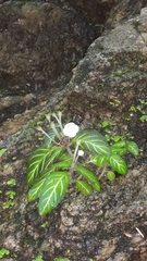 Phinaea multiflora