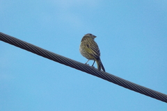 Sicalis flaveola