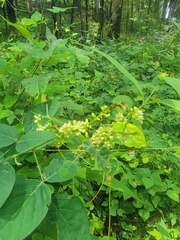 Cuscuta coryli