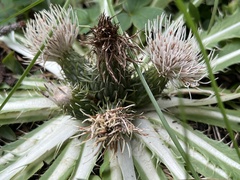 Cirsium tioganum