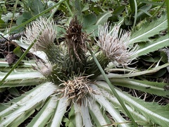 Cirsium tioganum
