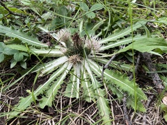 Cirsium tioganum