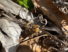 Ocnaea