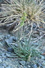 Plantago alpina