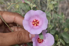 Hibiscus denudatus