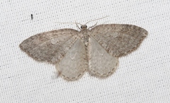Venusia obsoleta