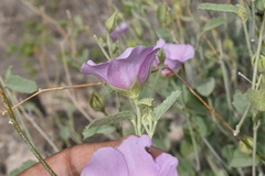Hibiscus denudatus