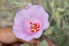 Hibiscus denudatus