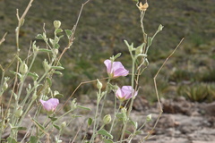 Hibiscus denudatus