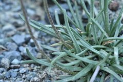Plantago alpina