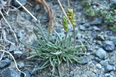 Plantago alpina