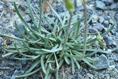 Plantago alpina