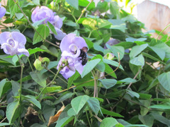 Xylocopa sonorina