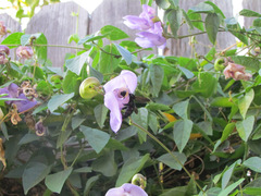 Xylocopa sonorina