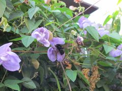 Xylocopa sonorina