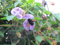 Xylocopa sonorina