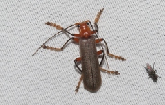 Pacificanthia consors