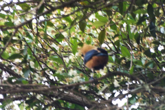 Stilpnia cayana