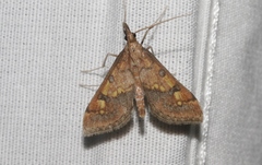 Choristostigma elegantalis