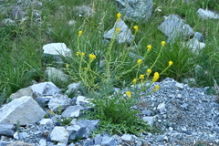 Sisymbrium austriacum