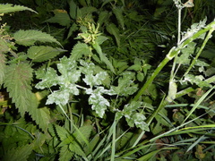 Erysiphe heraclei