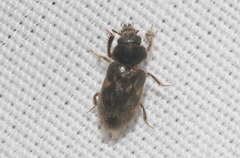 Heteroceridae