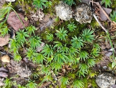 Dawsonia longiseta