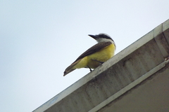 Pitangus sulphuratus