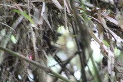 Myornis senilis