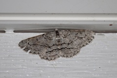 Stenoporpia pulmonaria