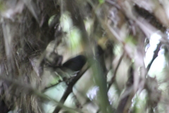 Myornis senilis