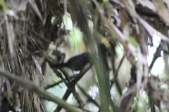 Myornis senilis