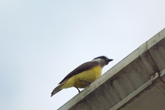 Pitangus sulphuratus