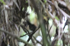 Myornis senilis