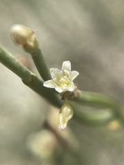 Eriogonum ephedroides